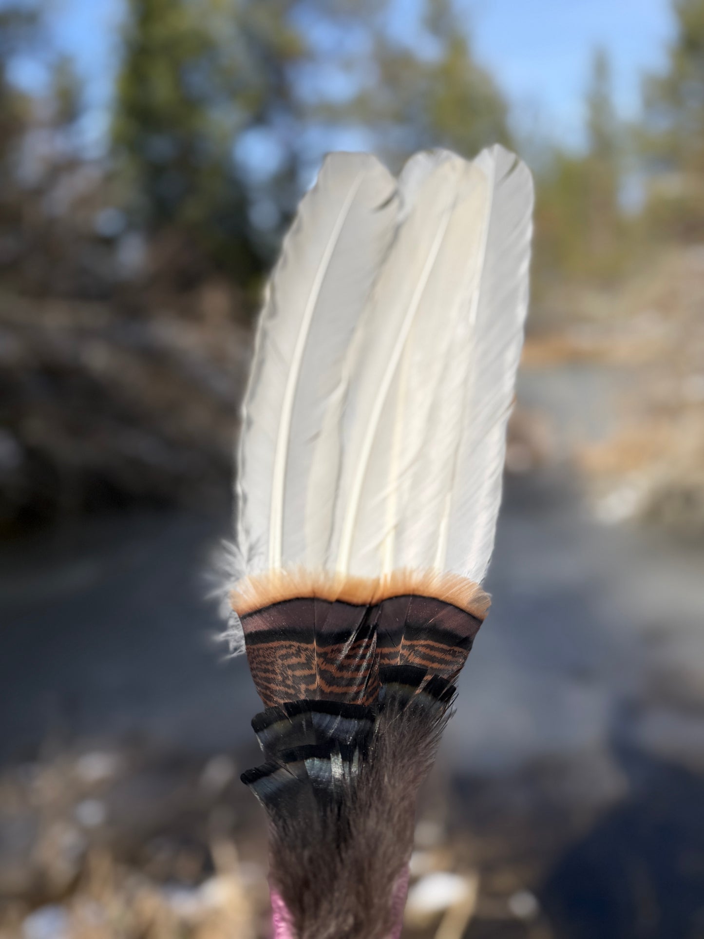 Stellata-Feather Fan