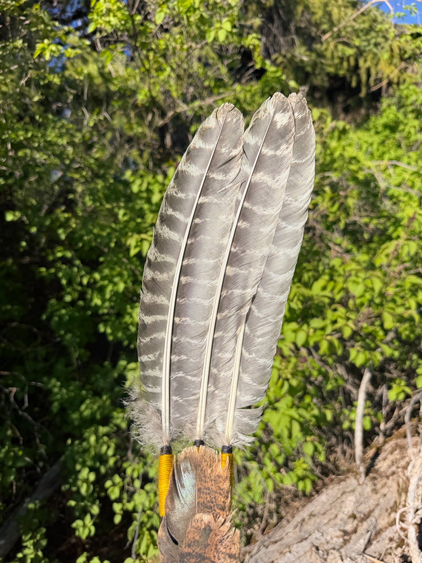 Golden Apple- Feather Fan