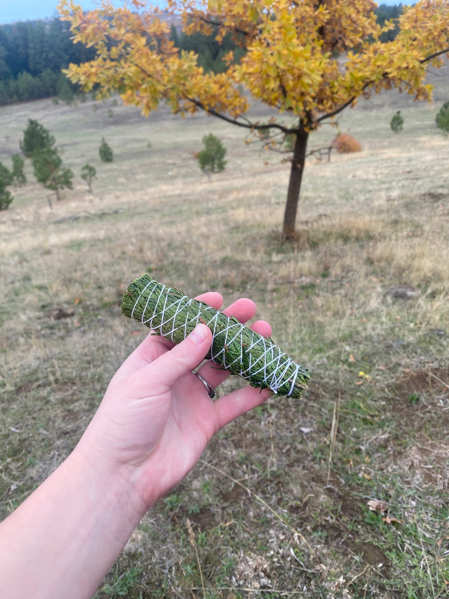 Cedar bundles