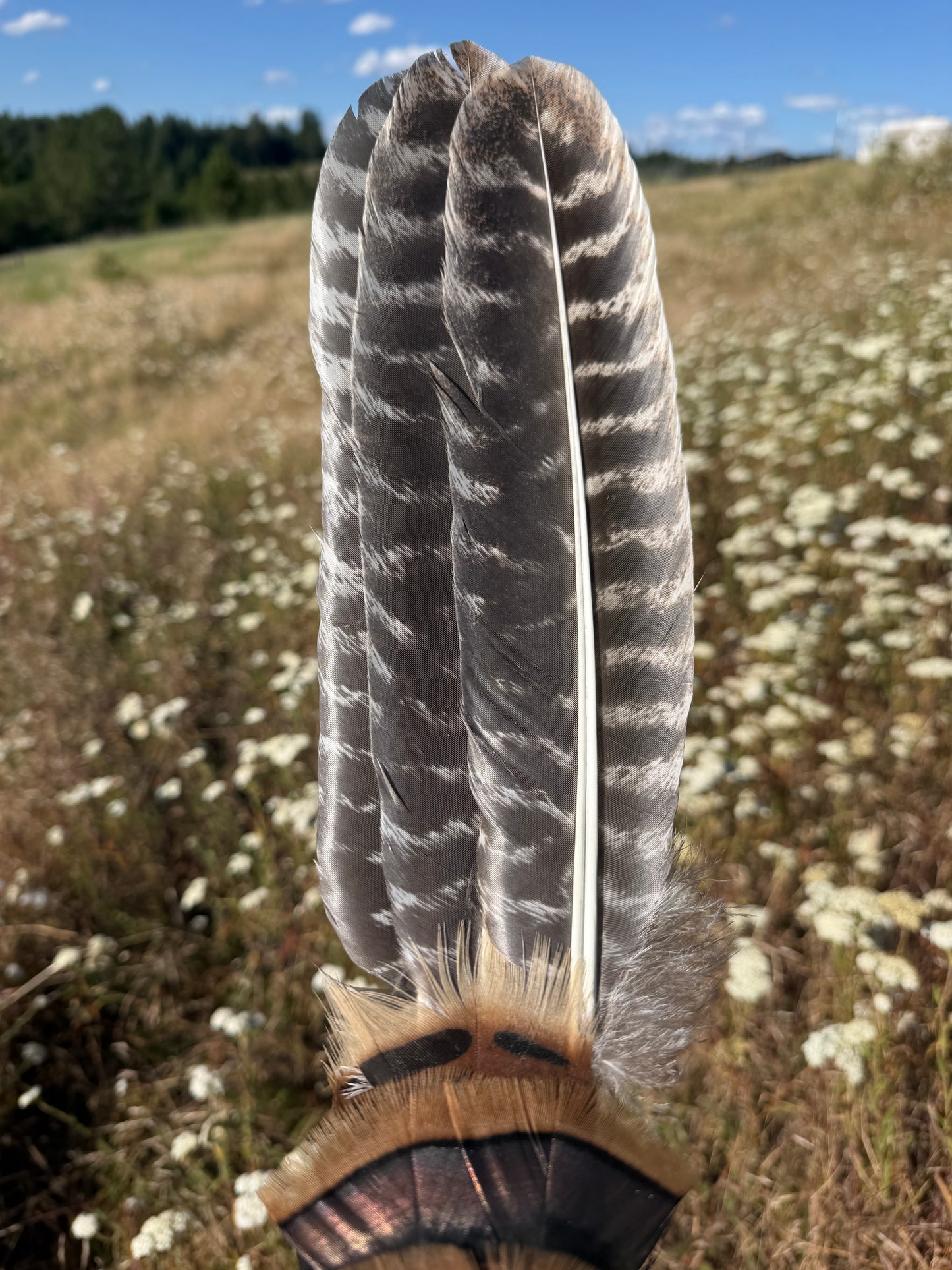 Indigo- Feather Fan