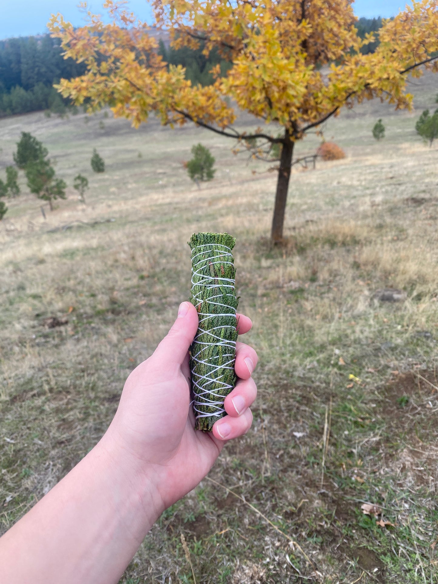 Cedar bundles