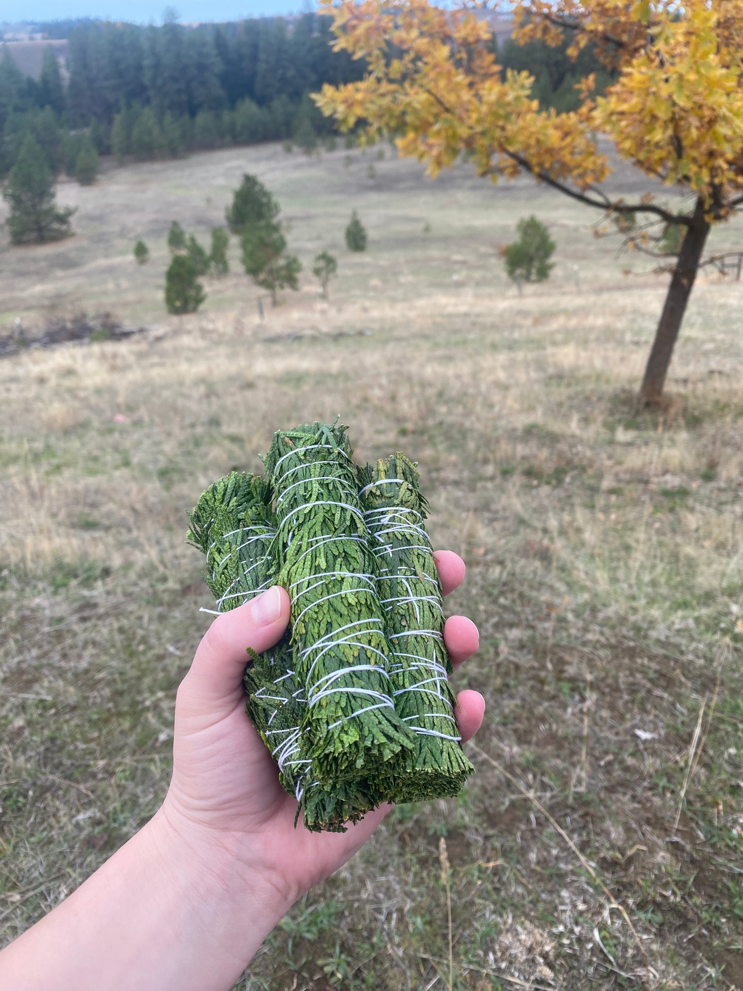Cedar bundles