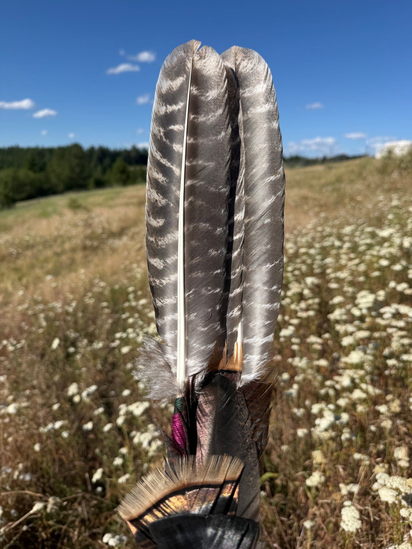 Potentilla- Feather Fan